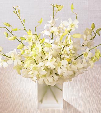 White orchids vase